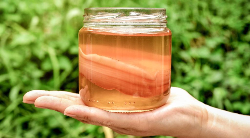 Scoby vs Mother: Everything You Need to Know - The Coconut Mama