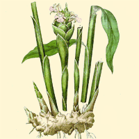 Ginger
