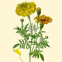 Marigold