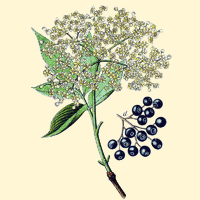 Elderberry